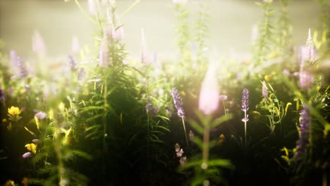 wildblumen auf dem feld