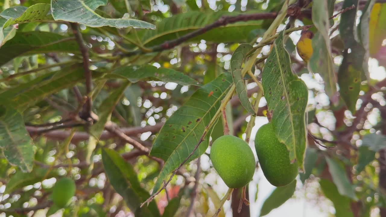 Primo piano di due manghi verdi acerbi appesi a un ramo con foglie circostanti, luce solare che filtra dolcemente attraverso il fogliame in un ambiente tropicale naturale all'aperto.