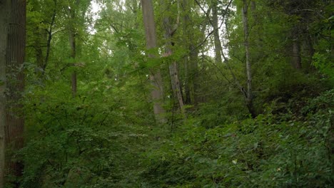 Waldhain-In-Pennsylvania-In-Der-Nähe-Von-Wissahickon-Creek