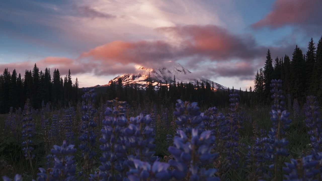 Timelapse-video af lupiner ved bjergtoppen med glødende skyer og morgenlys på Mount Adams.