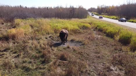 Bubalus-Bubalis-known-for-rapid-procreation-in-the-Wild-West-plains-as-the-Bison-Water-Buffalo-scenic-calm-walk-over-to-this-brown-adult-bovine-as-it-has-left-the-herd-to-get-a-sand-bath-cow3-3