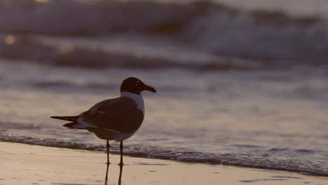 sunrise on the beach of the gulf coast featuring seagulls