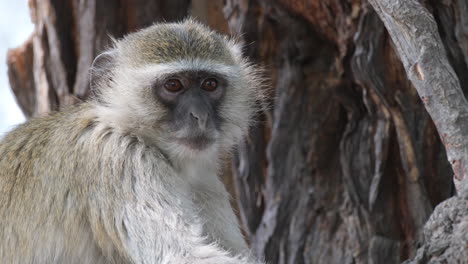 Grüne-Meerkatze-Auf-Einem-Baum,-Blick-In-Die-Kamera