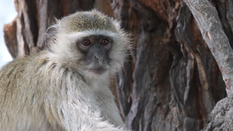 mono vervet en un árbol mirando a la cámara