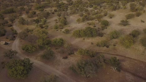 Aerial-view-of-Argan-trees-in-Essaouira,-Morocco