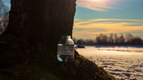 harvesting raw maple juice in a jar directly from the trunk of a maple tree with a snow-covered field in the background - timelapse