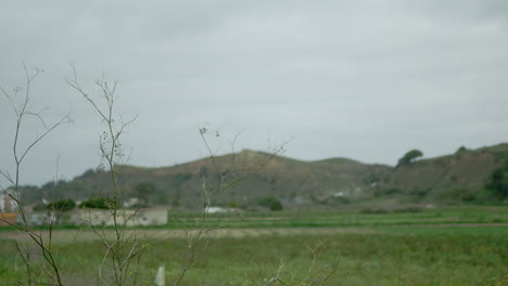 fild view with a dry bush in the foreground.