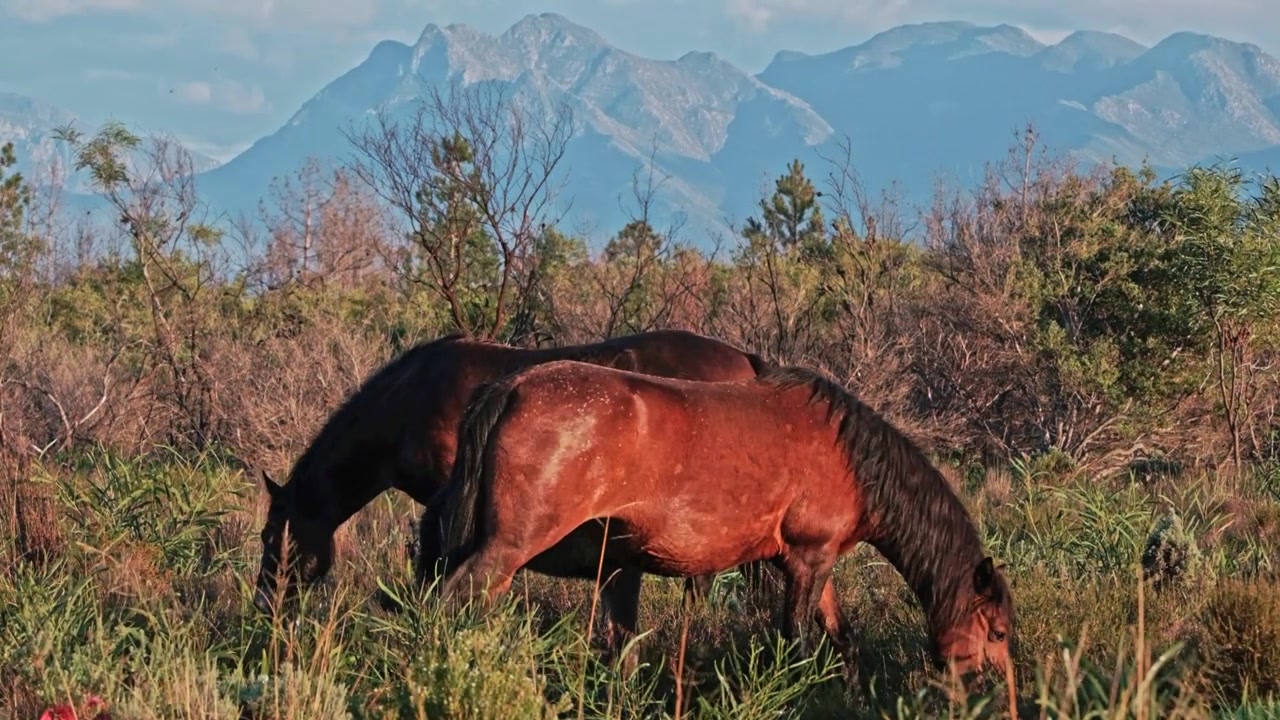 Dois cavalos selvagens castanhos pastando em pastagens selvagens com montanhas deslumbrantes ao longe