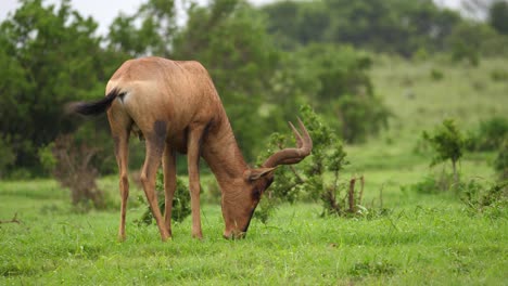 la hembra de hartebeest roja come hierba verde brillante después de una ligera lluvia africana