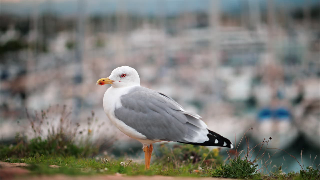 Close up of a seagull walking at the beach with a blurred view of the harbour on the background
