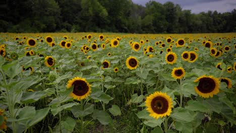 Toma-En-Cámara-Lenta-De-Una-Granja-De-Girasoles