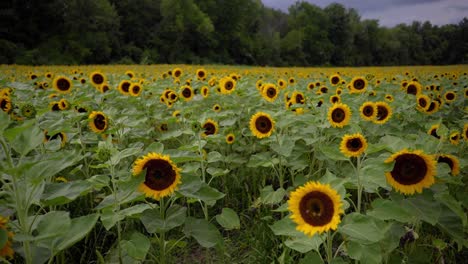 toma en cámara lenta de una granja de girasoles