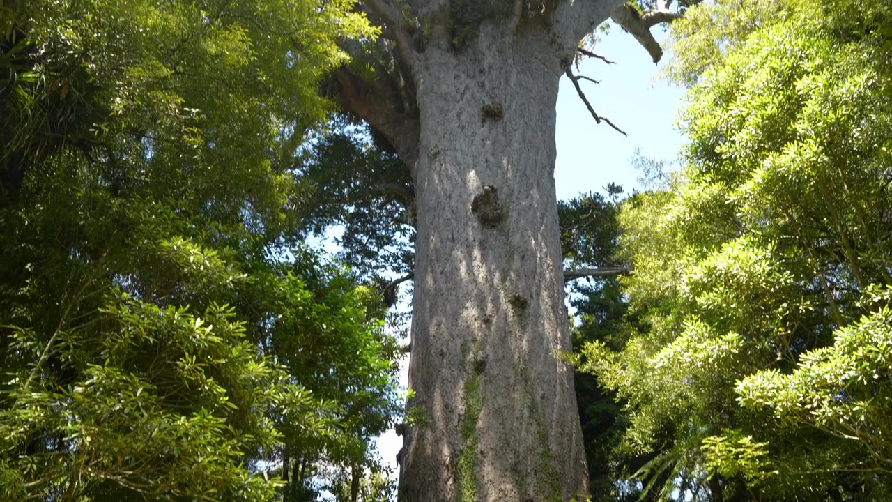 Donna che ammira un gigantesco albero di Kauri nella foresta di Waipoua nel Northland, Nuova Zelanda.