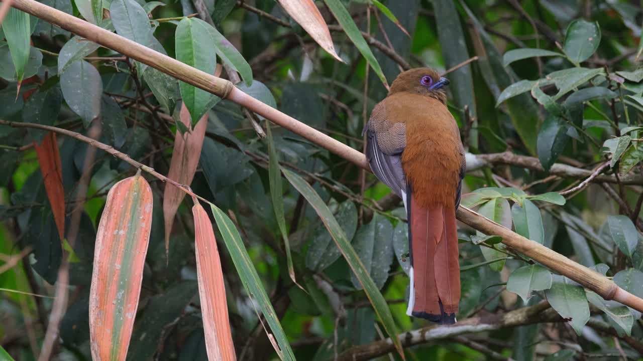 visto mirando hacia atrás por encima de su hombro derecho luego mirando hacia la derecha, trogon harpactes erythrocephalus de cabeza roja, hembra, tailandia