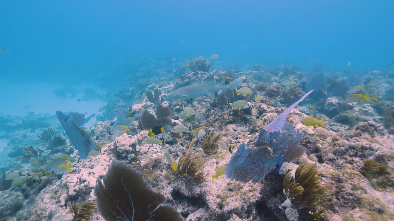 el tiburón enfermera nada a través del hermoso arrecife de coral en los cayos de florida.