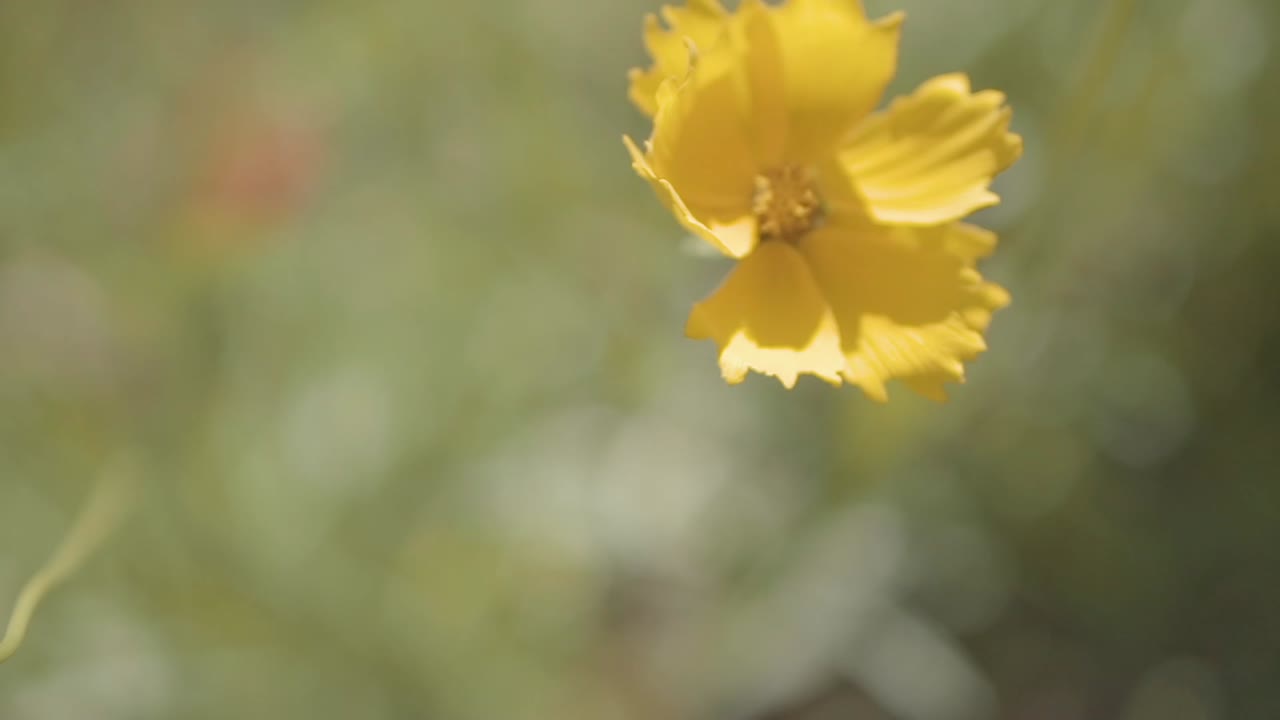 un primer plano captura los intrincados detalles de una hermosa flor amarilla que se balancea graciosamente en el viento, personificando la danza armoniosa de la naturaleza