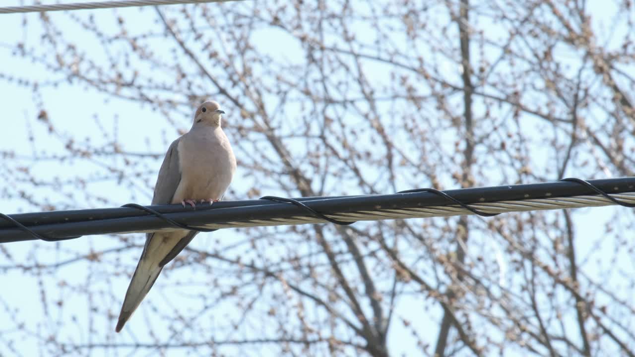 paloma hinchándose en un día de viento a principios de la primavera