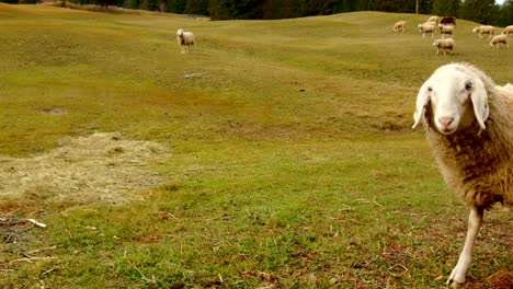 sheep grazing in alta badia, dolomites