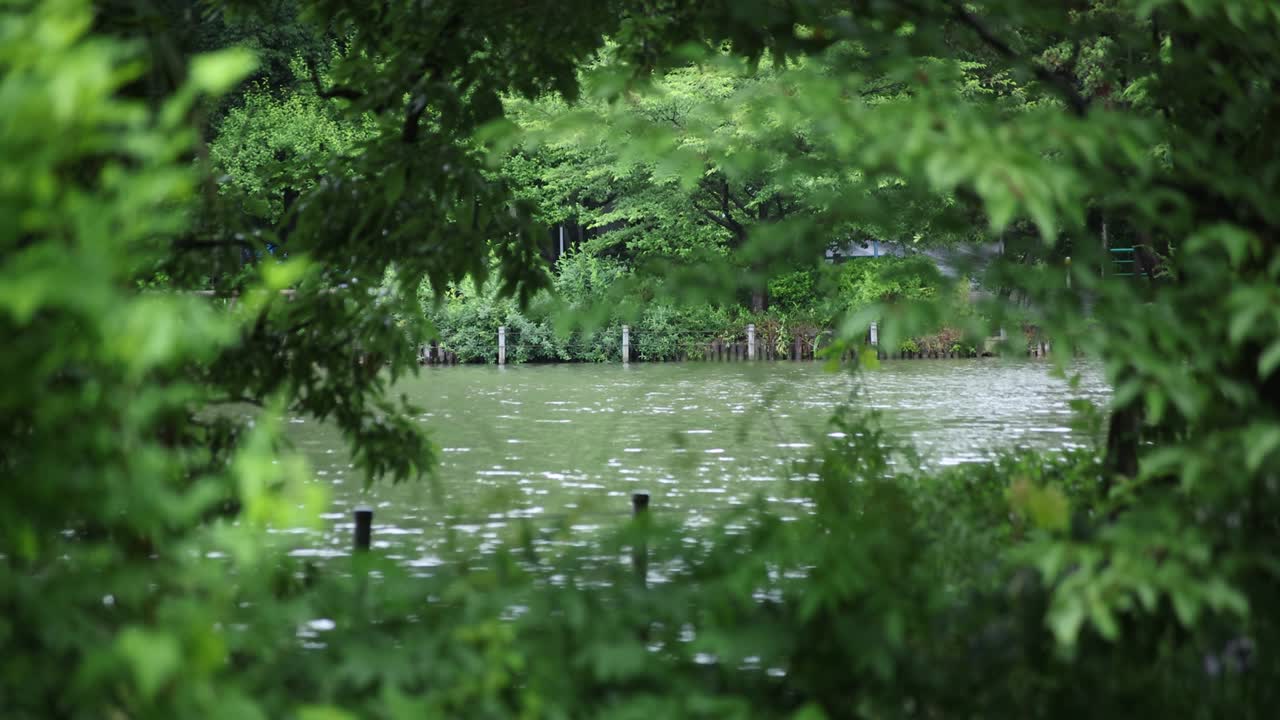 방울의 느린 움직임과 물 근처의 초록색 잎, 연못, 비가 오는 날