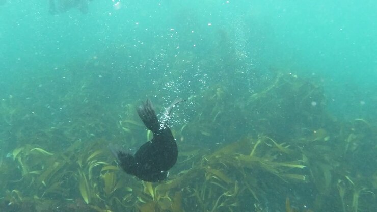 Curious baby sea lion swims down to explore kelp in the Atlantic ocean