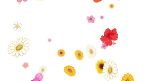 vibrant flowers gracefully descend against white background