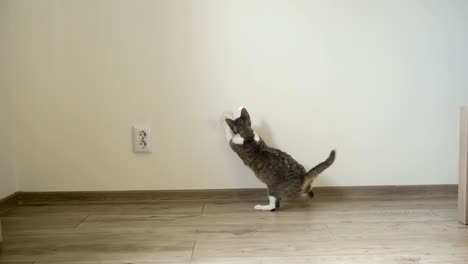 cat playing with laser pointer