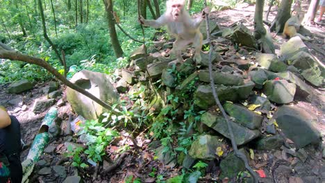 Aggressiver-Makakenaffe-In-Einem-Tropischen-Wald,-Zehn-Meilen-Galerie-Affenwald,-Zhangjiajie-Nationalpark,-China