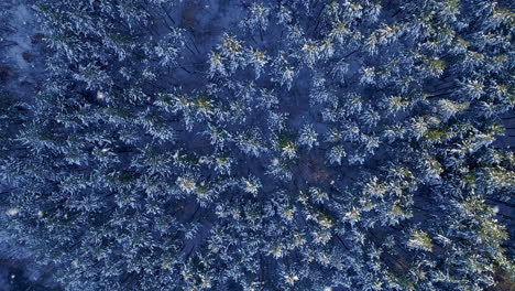 winter wonderland aerial view of snow