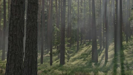 magical forest