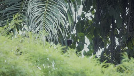 a-family-of-silvered-leaf-monkey-or-silvery-lutung-in-a-wildlife