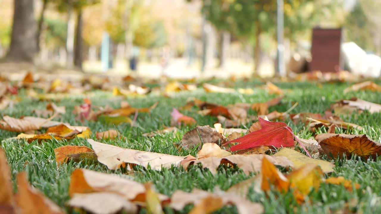 hojas de otoño en un parque
