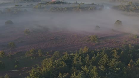 Aerial-drone-view-of-purple-colored-heather-field,-Bakkeveen,-Friesland,-Holland