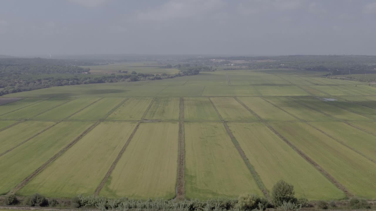 Huge green rice field pattern. Aerial shot