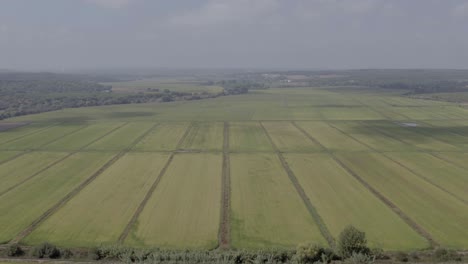 un enorme patrón de campo de arroz verde. imagen aérea