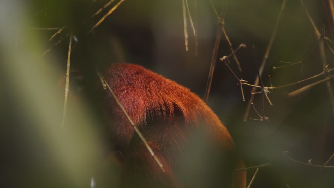 In a bamboo thicket, a young Red Howler monkey sits, observing its surroundings with curiosity.