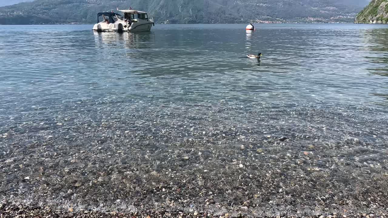 코모 호수 에 있는 배 근처 에 수영 하는 오리