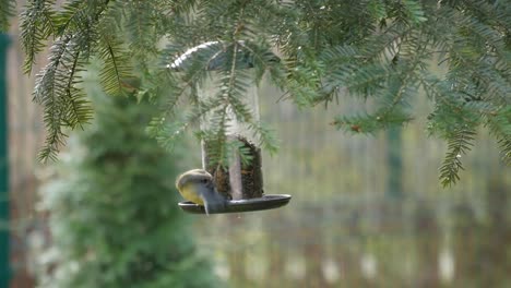 Garden-birds-on-feeder-with-sunflower-seeds