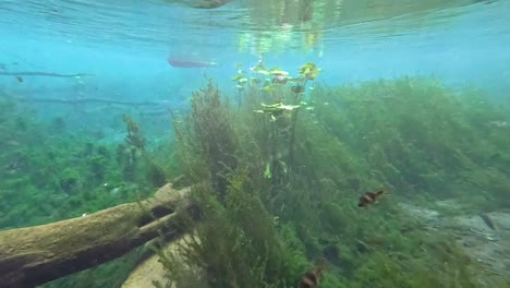 crystal clear underwater spring