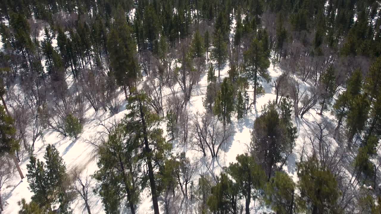 aérea por encima de los árboles en la montaña de oso nevado cerca del lago big bear en san bernardino, california