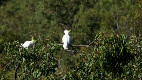 sequence of egrets flying off a tree