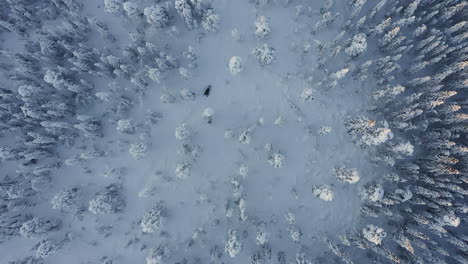 Drone-top-view-shot-of-a-dense-forest-during-a-cold-winter-season-in-Sweden