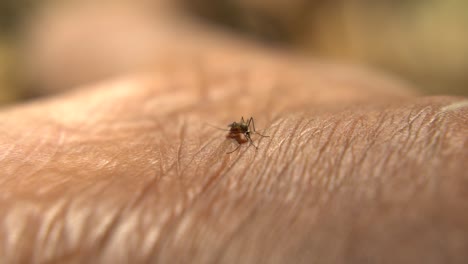 los mosquitos se sientan en la piel y se alimentan de sangre.