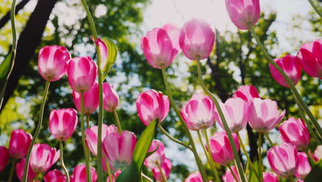 beautiful pink tulips sway in the wind