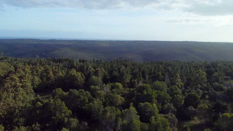Grüner-Dichter-Wald-4k