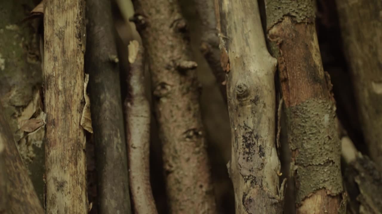 Wooden timber twigs and sticks in a pile close up tilting shot