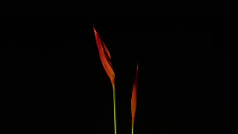 Tropical-fleur-blossom-time-lapse---flower-blossoming