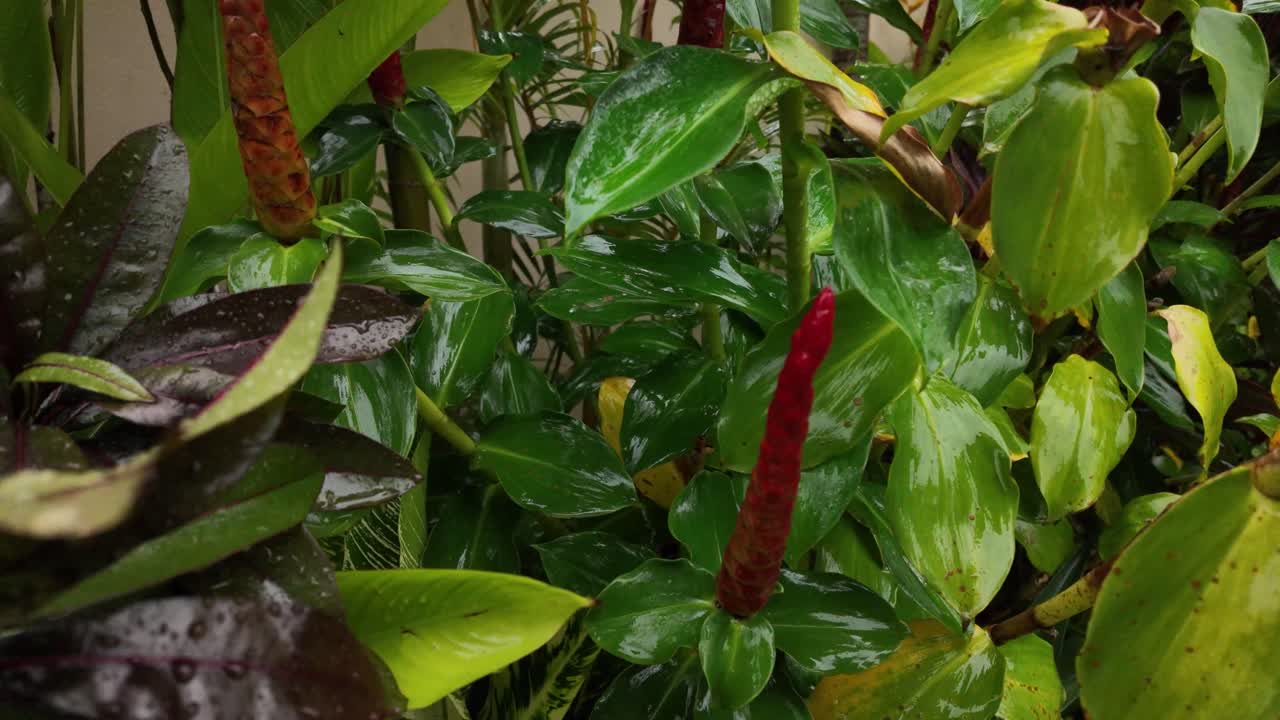 Painter's palette flower plant nature up-close green leaves Ecuador Colombia native