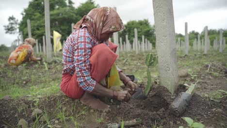 Static-shot-of-Indian-farmer-Rajitha-planting-dragon-fruit-cutting-in-farmland-for-commercial-production-along-with-other-woman-working-at-the-back