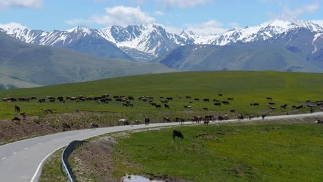 Tiere,-Pferde-Und-Kühe-Grasen-Auf-Den-Wiesen-Der-Elbrusregion,-Gehen-Auf-Die-Straße-Und-Behindern-Den-Verkehr-Von-Autos.