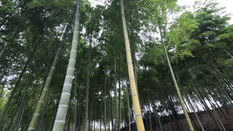 steady walk through a serene bamboo grove